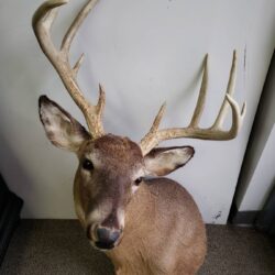 Deer Mount Selling at auction 1