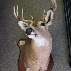 Deer Mount Selling at auction 2