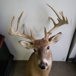 Deer Mount Selling at auction 3