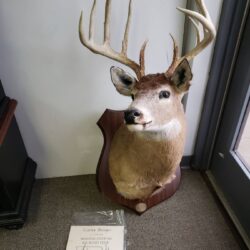 Deer Mount Selling at auction 4