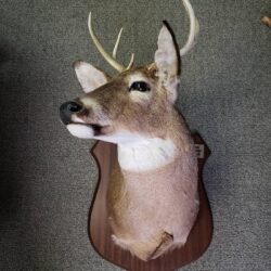 Deer Mount Selling at auction 5