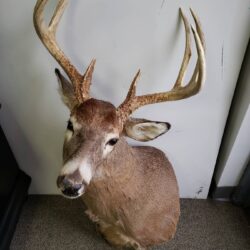 Deer Mount Selling at auction 6